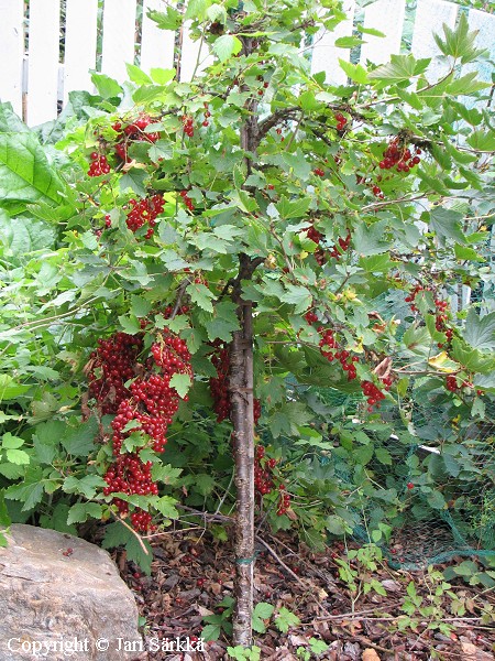 Ribes Rubrum-Ryhm   'Punainen Hollantilainen'